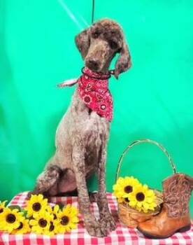Standard Poodle and Mixed Breed Dogs Available for Adoption in Cincinnati, Ohio - Cola | PetCurious