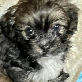 Shih Tzu Dogs Available for Adoption in Sonoma, California - Leilani | PetCurious
