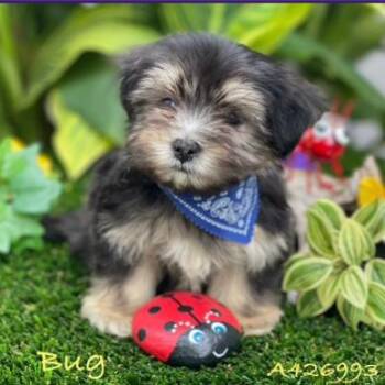 Bug -  Miniature Poodle and Mixed Breed Dog for Adoption in Dover, New Hampshire - Bug | PetCurious