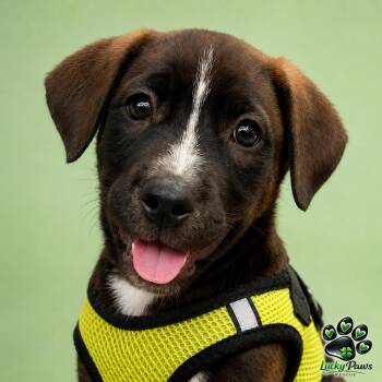 Backstreet Boys - AJ -  Australian Shepherd and Labrador Retriever Dog for Adoption in Oswego, South Carolina - Backstreet Boys - AJ | PetCurious