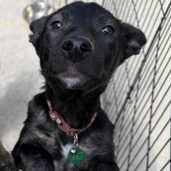 Rocher -  Mixed Breed Dog for Adoption in Buffalo, Minnesota - Rocher | PetCurious