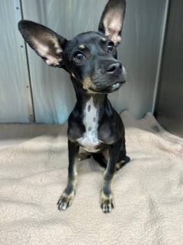 Mouse -  Chihuahua and Terrier Dog for Adoption in Seguin, Texas - Mouse | PetCurious