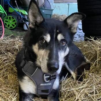 Husky Dogs Available for Adoption - Zeus | PetCurious