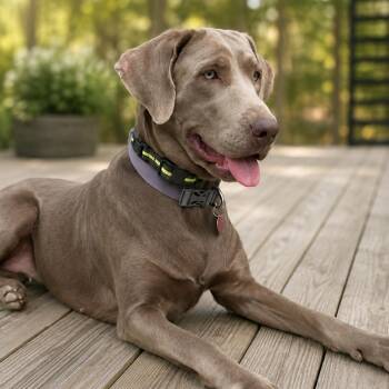 Bailey -  Labrador Retriever Dog for Adoption in Lakewood Ranch, Florida - Bailey | PetCurious