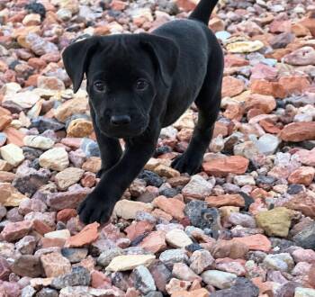 Banner -  Labrador Retriever and Poodle Dog for Adoption in Salt Lake City, Utah - Banner | PetCurious