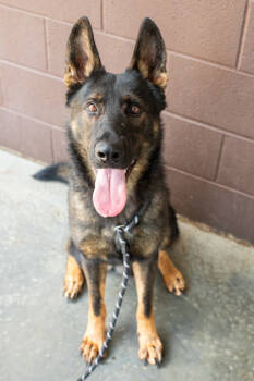 Rescue Mixed Breed Dogs for Adoption in Chamblee, Georgia - Blaze | PetCurious