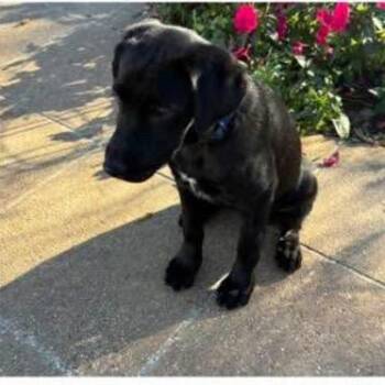Harper -  Black Labrador Retriever and Mixed Breed Dog for Adoption in Shorewood, Illinois - Harper | PetCurious