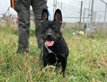 SERGE -  Australian Kelpie and French Bulldog Dog Available for Adoption in Mckinleyville, California - SERGE | PetCurious
