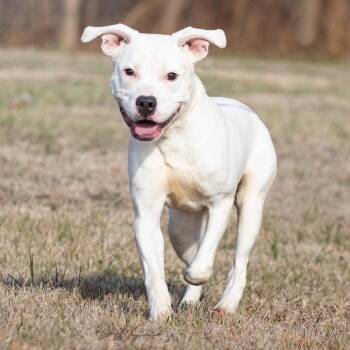 Pit Bull Terrier and Mixed Breed Dogs Available for Adoption in Henderson, Kentucky - Adam | PetCurious