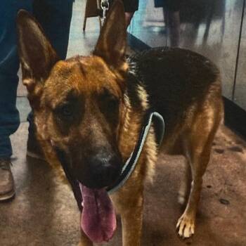 German Shepherd Dog Dogs Available for Adoption in Los Angeles, California - Judy A2241408 | PetCurious