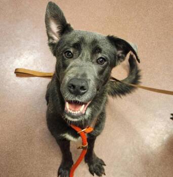 Zoey -  Shepherd Dog for Adoption in Oakland, California - Zoey | PetCurious