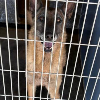 Walter -  Belgian Shepherd Malinois Dog for Adoption in Show Low, Arizona - Walter | PetCurious