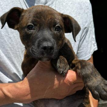 NY Drift Avail Jun 13 (Choice Pet Carmel) -  Labrador Retriever and Pit Bull Terrier Dog for Adoption in Stormville, New York - NY Drift Avail Jun 13 (Choice Pet Carmel) | PetCurious