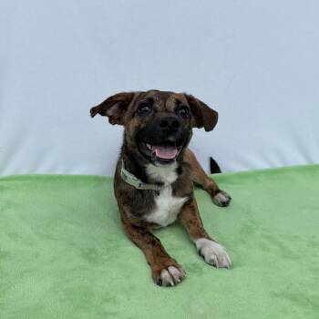 Dachshund and Chihuahua Dogs Available for Adoption in Carencro, Louisiana - Baby Dill Pickle | PetCurious