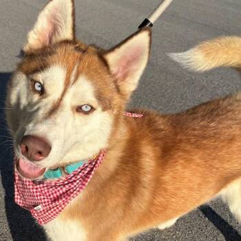 Harold -  Husky Dog for Adoption in Avon, Ohio - Harold | PetCurious