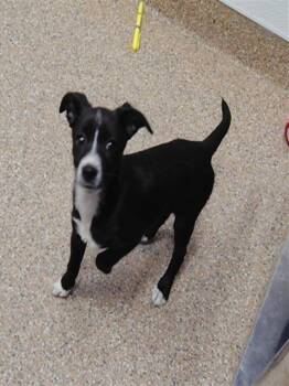 AGNES -  Chihuahua and Mixed Breed Dog for Adoption in Albuquerque, New Mexico - AGNES | PetCurious