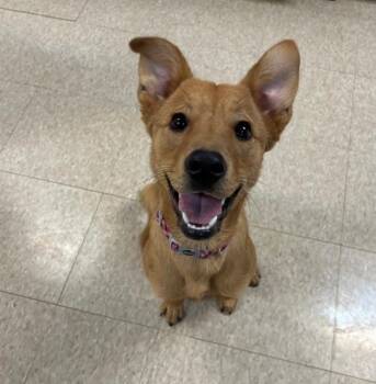 Cassie -  Spitz and Mixed Breed Dog for Adoption in Boerne, Texas - Cassie | PetCurious