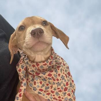 Jill -  Yellow Labrador Retriever and Mixed Breed Dog for Adoption in Palestine, Texas - Jill | PetCurious