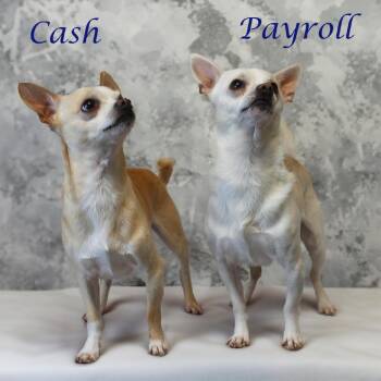 Chihuahua Dogs Available for Adoption in Lebanon, Tennessee - Payroll D24-174 | PetCurious