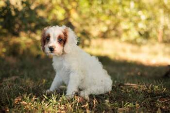 Rescue Cavalier King Charles Spaniel and Mixed Breed Dogs for Adoption in Gradyville, Kentucky - Beryl | PetCurious