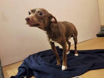 LUCAS -  Chihuahua Dog for Adoption in Martinez, California - LUCAS | PetCurious