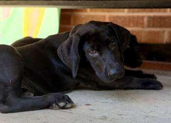 Macchiato -  Labrador Retriever Dog for Adoption in Denver, Colorado - Macchiato | PetCurious