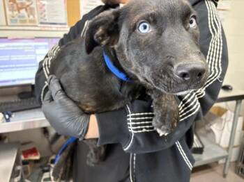 German Shepherd Dog and Mixed Breed Dogs Available for Adoption in San Bernardino, California - LEXI | PetCurious