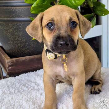 Opal -  Dachshund Dog for Adoption in Washington, District Of Columbia - Opal | PetCurious