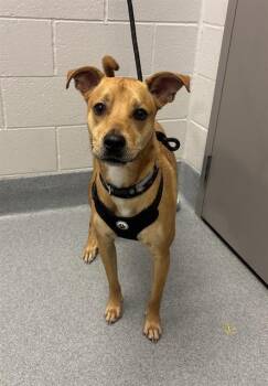 TIM -  Carolina Dog and Mixed Breed Dog for Adoption in Indianapolis, Indiana - TIM | PetCurious
