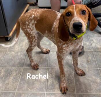 Rachel - At shelter available 7/17 -  Hound Dog for Adoption in Rustburg, Virginia - Rachel - At Shelter Available 7/17 | PetCurious