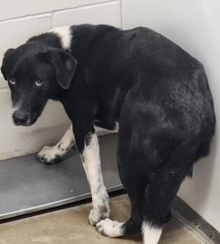 Border Collie and Mixed Breed Dogs Available for Adoption - Balam | PetCurious