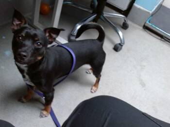 Rat Terrier and Dachshund Dogs Available for Adoption - BRODY | PetCurious
