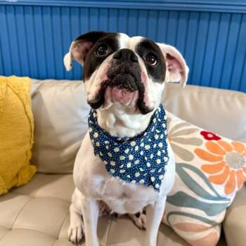Boxer and American Bulldog Dogs Available for Adoption in Friendswood, Texas - Mia Rae Wiggles | PetCurious