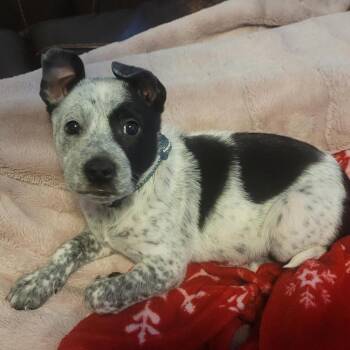 Uzi -  Mixed Breed and Cattle Dog Dog for Adoption in Salt Lake City, Utah - Uzi | PetCurious