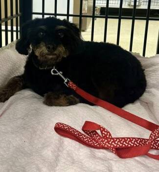 Terrier and Mixed Breed Dogs Available for Adoption in Palm Coast, Florida - Murphy | PetCurious