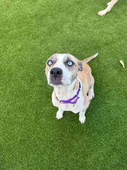 Carmen -  Terrier Dog for Adoption in Athens, Tennessee - Carmen | PetCurious