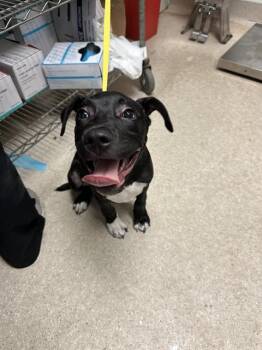 Geraldo - URGENT -  Pit Bull Terrier Dog for Adoption in Thousand Oaks, California - Geraldo - URGENT | PetCurious