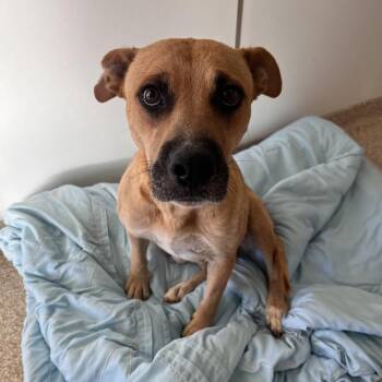 Antarctica -  Catahoula Leopard Dog and Mixed Breed Dog for Adoption in Kanab, Utah - Antarctica | PetCurious