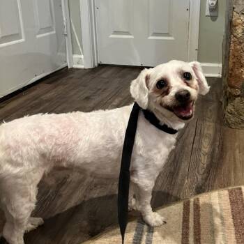 Gepetto -  Maltese and Poodle Dog for Adoption in Rockville, Maryland - Gepetto | PetCurious