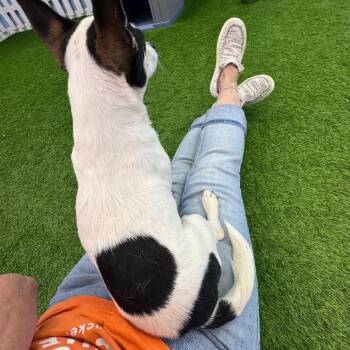 Kirby -  Chihuahua and Mixed Breed Dog for Adoption in Huntsville, Alabama - Kirby | PetCurious