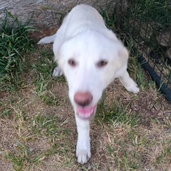 Champagne -  Golden Retriever and Yellow Labrador Retriever Dog for Adoption in Goltry, Oklahoma - Champagne | PetCurious