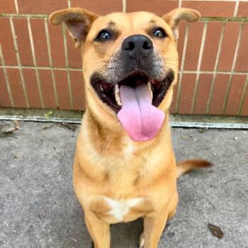 Rescue Labrador Retriever and Pit Bull Terrier Dogs for Adoption in Dayton, Ohio - Billy | PetCurious