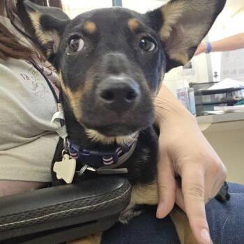 Katana -  Miniature Pinscher and Australian Kelpie Dog for Adoption in Grand Junction, Colorado - Katana | PetCurious