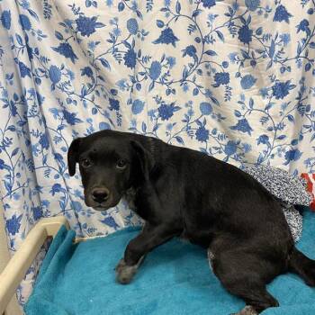 A612205 -  Australian Cattle Dog Blue Heeler Dog for Adoption in Modesto, California - A612205 | PetCurious