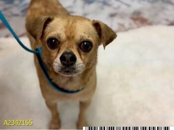 Charlie -  Chihuahua Dog for Adoption in Lakewood Ranch, Florida - Charlie | PetCurious