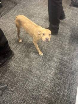 Thumbalina -  Mixed Breed Dog for Adoption in West Chester, Pennsylvania - Thumbalina | PetCurious