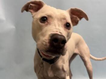 Beatrice -  Pit Bull Terrier and Mixed Breed Dog for Adoption in Woodbury, Minnesota - Beatrice | PetCurious