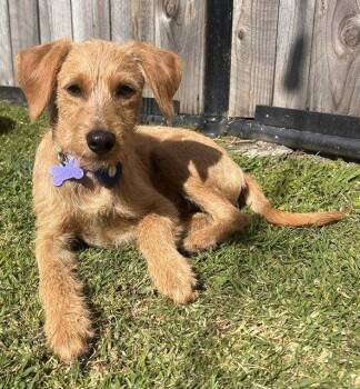 Dachshund and Poodle Dogs Available for Adoption in Palo Alto, California - Muffler Man | PetCurious