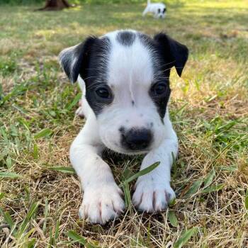 Pointer and Mixed Breed Dogs Available for Adoption in Clinton, South Carolina - Kibou | PetCurious