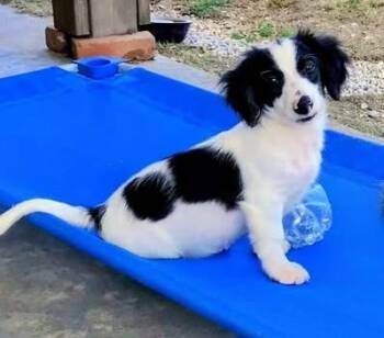 Dachshund Dogs Available for Adoption in Hopkinton, Massachusetts - Oreo | PetCurious